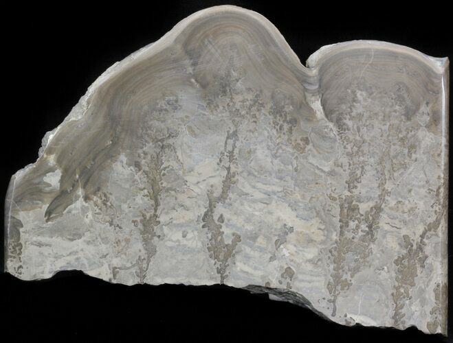 Triassic Aged Stromatolite Fossil - England #41098